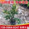 金森女貞杯苗 綠化地被苗 金森女貞產地直銷
