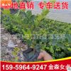 金森女貞小苗袋苗 供應綠化工程庭院植物 多規格供應