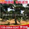 羅漢松造型樹 園林綠化工程供應 多規格批發