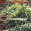 金邊連翹價格 金邊連翹種植方法及簡介 苗圃直銷金邊連翹苗