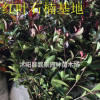 紅葉石楠苗價格 紅葉石楠種植技術及簡介 苗圃直銷紅葉石楠苗