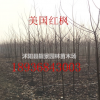 美國紅楓多少錢一棵，美國紅楓哪里有買，美國紅楓基地在哪里？