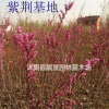 目前紫荊苗多少錢一棵，紫荊苗產地在哪里，紫荊花樹怎么賣？