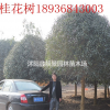 桂花樹多少錢，桂花樹哪里有，江蘇桂花樹報價