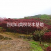 精品紅楓/浙江紅楓基地/杭州紅楓主產區