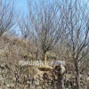 寧波櫻花、紅楓、垂絲海棠、早櫻、晚櫻、日本櫻花低價供應
