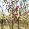 供應綠化風景樹白玉蘭西安紅白玉蘭培育基地