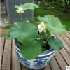 觀賞大型荷花種藕苗 池塘荷花種根苗 盆栽荷花碗蓮蓮藕種藕荷花苗