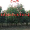 低價出售欒樹苗庭院綠化苗木工程用苗行道樹木規格齊全量大優惠