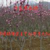 苗圃批發紫玉蘭樹苗 庭院別墅行道樹木綠化苗木 觀賞花卉