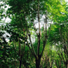 基地供應(yīng)福建藍花楹樹苗 綠化工程苗木藍花楹風(fēng)景樹 規(guī)格齊全