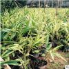 批發(fā)苗圃 花葉蓮焦 庭院小區(qū)綠化苗木 綠化苗木園林植物苗木