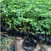 供應(yīng)花生騰苗木 田里種綠化花生藤苗 遍地黃金 庭院市政公園綠化