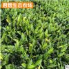 苗圃批發(fā) 變?nèi)~木 庭院小區(qū)綠化苗木 綠化苗木 易種景觀苗木