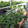 八方來財鴨腳木 鴨掌木鵝掌柴 辦公室 客廳綠色植物花卉盆栽批發
