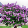 四季丁香花苗 庭院/盆栽植物 丁香花樹苗 320天循環開花 香飄十里