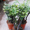 盆栽四季常青植物名貴花木 紫檀樹樁小葉紫檀木高檔盆景凈化空氣