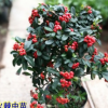 供應火棘 火棘球火棘凈工程綠化用火棘苗批發火棘球規格齊全
