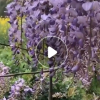 苗圃直銷供應批發 紫滕花苗庭院綠化苗木 豐花紫藤樹苗 紫藤花苗