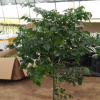 幸福樹盆栽批發大型植物平安樹幸福樹盆景花卉室內觀葉樹凈化空氣