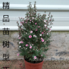 松紅梅盆栽批發 松紅梅樹苗盆栽陽臺室內客廳庭院植物澳洲梅 綠植