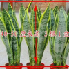 金邊虎皮蘭 虎尾蘭批發多肉觀葉 桌面盆栽花卉彩葉類植物凈化空氣