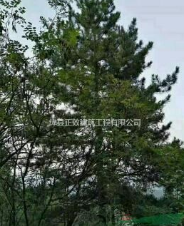 精品油松供應