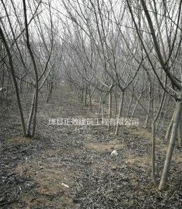 山桃樹哪里便宜，山桃樹報價