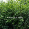 兩年生陜西小葉女貞種植基地實(shí)拍 周至小葉女貞營養(yǎng)缽苗大量直銷