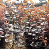兩年生叢生陜西紅葉李特價批發(fā) 營養(yǎng)缽精品周至紅葉李大量直銷