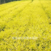 兩年生營養(yǎng)缽陜西金葉榆直銷 五十公分周至金葉榆種植基地