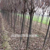 2019陜西紅葉李基地
