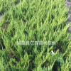 三年生陜西龍柏種植批發(fā)基地 優(yōu)質(zhì)營養(yǎng)缽周至龍柏大量直銷