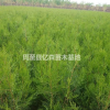 陜西側柏苗圃低價直銷甘肅側柏苗