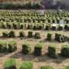 草坪湖南綠化工程專用 基地直銷護坡植物 護坡帶土草皮