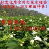批發優質白花木槿苗 食用木槿苗 雞肉花苗 藥用木槿樹苗