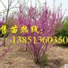 批發紫荊小苗 獨桿紫荊苗 叢生紫荊花苗 紫荊樹苗基地