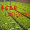 批發紅王子錦帶小苗 3-12分支紅王子錦帶程苗 紅王子錦帶花基地