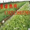 大量批發木繡球小苗 大規格木繡球樹苗 白繡球苗 斗球苗