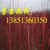 批發3-5分支紅瑞木 200萬棵紅瑞木小苗待售 彩色樹種紅瑞木基地