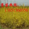 批發連翹小苗 3-8分支連翹苗 大規格工程苗 連翹基地