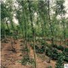 柳樹苗批發(fā) 庭院小區(qū)綠化苗木易種苗木苗圃 金絲垂柳小苗