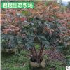 苗圃批發(fā)庭院小區(qū)綠化苗木紅繡球花 盆栽植物繡球苗 觀賞花卉植物
