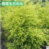 黃金香柳 小區(qū)綠化苗木 綠化苗木 黃金寶樹 千層金