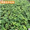 供應(yīng)花生騰苗木 田里種綠化花生藤苗 遍地黃金 庭院市政公園綠化