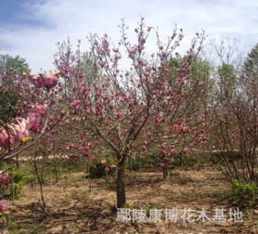 苗圃直銷綠化苗木，規(guī)格齊全