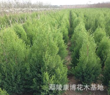 基地直銷 檜柏 塔柏 蜀檜小苗 綠化工程苗木批發(fā) 規(guī)格齊全