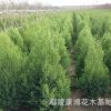基地直銷 檜柏 塔柏 蜀檜小苗 綠化工程苗木批發 規格齊全
