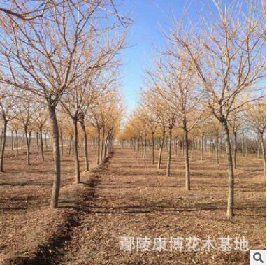 優(yōu)質(zhì)國(guó)槐基地，國(guó)槐價(jià)格，國(guó)槐苗報(bào)價(jià)
