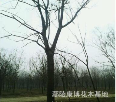 優(yōu)質(zhì)欒樹基地，黃山欒樹報(bào)價(jià)